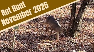 Traditional Bowhunting the Rut in Georgia Public Land