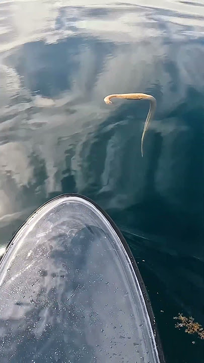 Venomous Sea Snake Got Me Good..