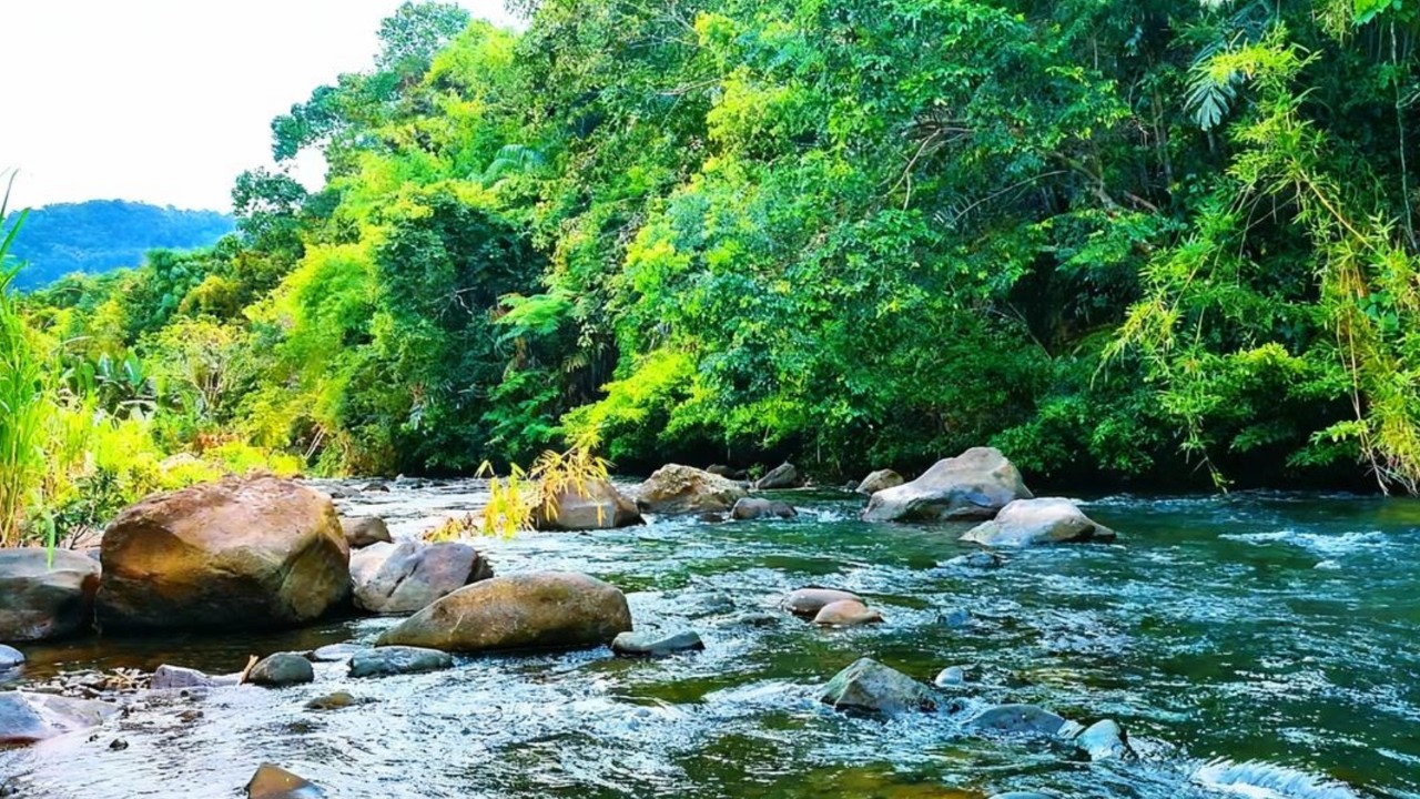 Deep Relaxation River Sounds | Forest Nature White Noise