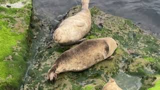 One Day in La Jolla 