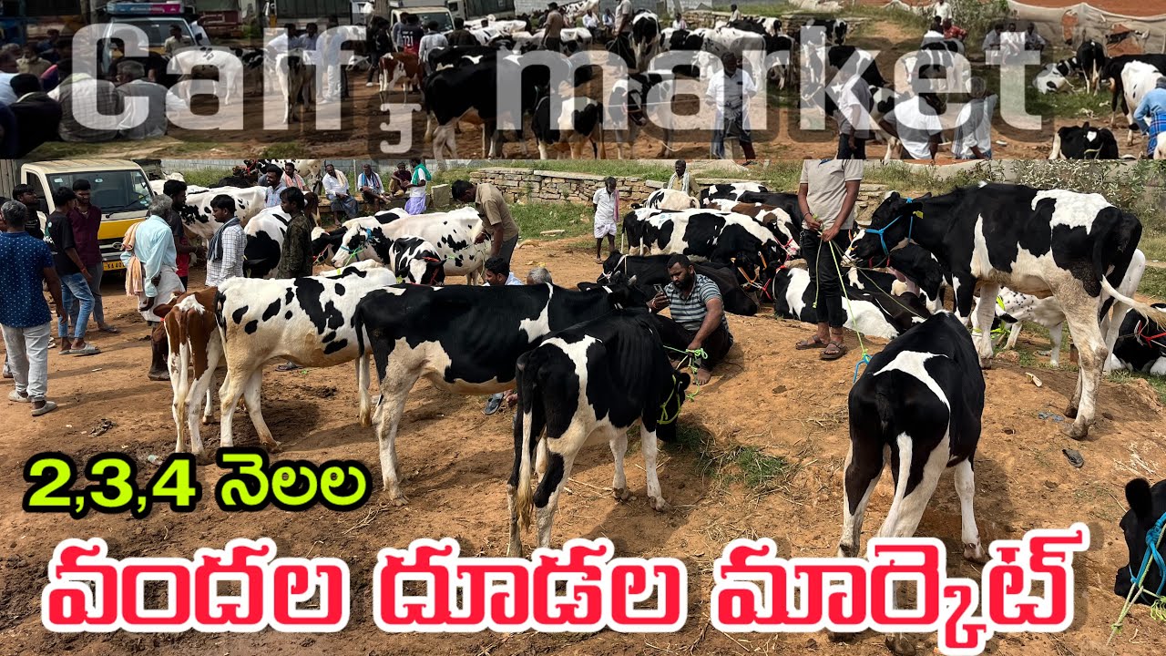 3,4,5,6,నెలల దూడలు వందల్లో వున్నాయి 🔥🐄
