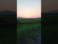 #天童よしみ【夕焼け小焼け】