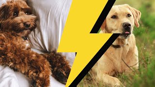 Labrador VS. Labradoodle - Comparison Video