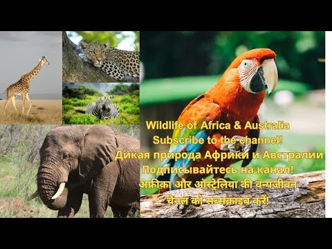 Africa & Australia Wildlife – Дикая природа – अफ्रीका और ऑस्ट्रेलिया की वन्यजीवन