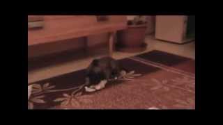 Eciloten Vrh G 5 Týdnů 2