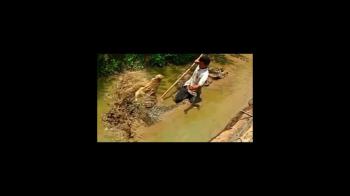 DASAR BUAYA ! SIBESAR MULUT,LAGI DIASUH NYERANG.