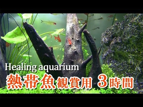 癒しの水槽（心地よい水音）／熱帯魚3時間観賞用／ASMR,3 hours,Relax,tropical fish