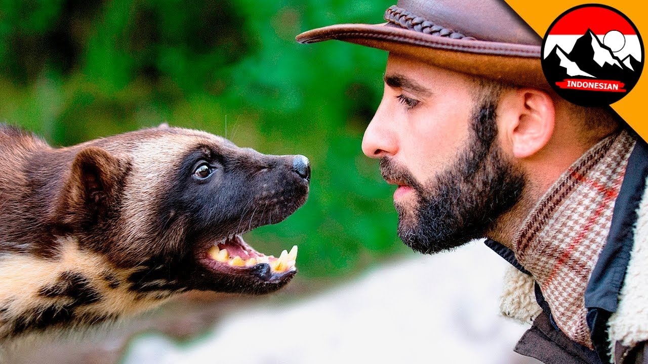 Berhadapan langsung dengan seekor wolverine! Predator di alam liar | Brave Wilderness Indonesian