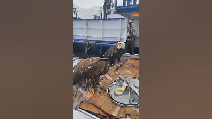 eagle Steals Fish from Fisherman#fishing#shortsvideo