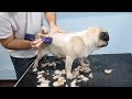 Shaving A Pug- Whole Process