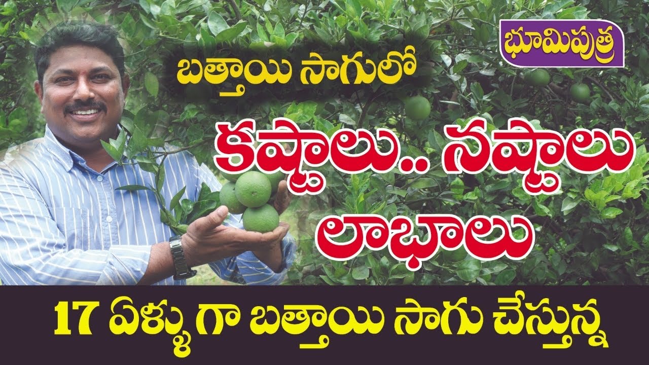 17 ఏళ్లుగా బత్తాయి సాగు చేస్తున్న | mosambi sagu | బత్తాయి రైతు కష్టాలు | BHOOMIPUTHRA TELUGU