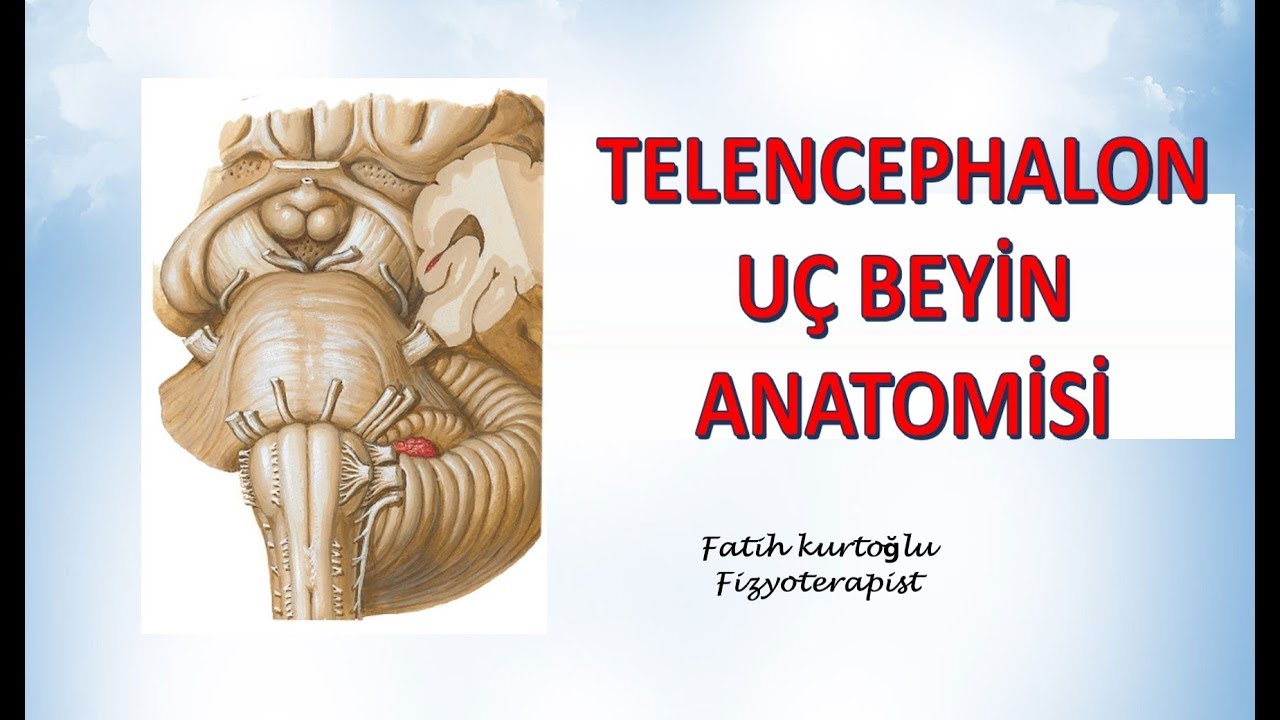 Telencephalon | Uç Beyin | Nöroanatomi Konu Anlatımı - 13