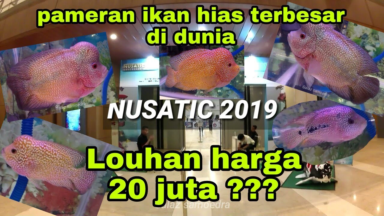 Ikan Louhan di Nusatic Pameran Ikan Hias Terbesar di Dunia ...