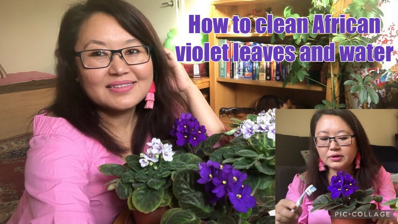 How to clean African Violets leaves How to water African Violets