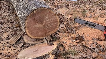 Echo 7310p vs Stihl 462c Oak