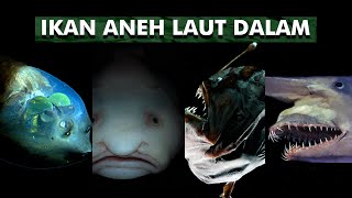 Ikan - Ikan Aneh Dari Laut Dalam | Ikan Laut Dalam