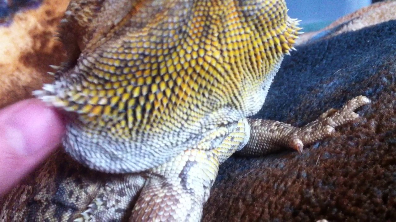 lizard skin grips BEARDED DRAGON HEALTH TEST