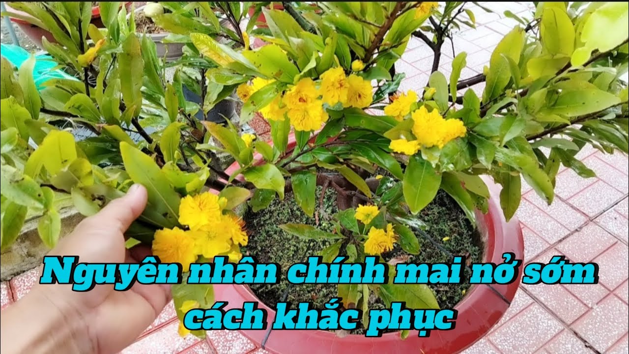 Khắc phục Mai nở sớm 