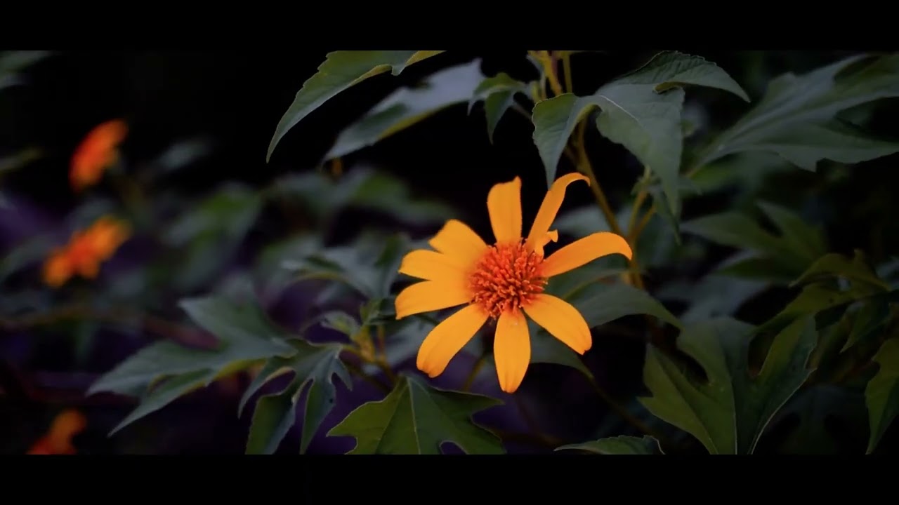 BEST NATURAL VIDEO EDIT BY ME