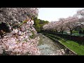 Spring Sounds of Japan | HANAMI 1 HOUR 4K