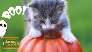 Good Morning 🎃 Cute Cats & Positive Music To Start Your Day ~ Relaxing Cat Purring & Piano Feel Good by Healing Cats Relaxing Music 140 views 6 months ago 1 hour, 11 minutes