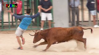 Vacas ganaderia Mijares - Les Alqueries 10-10-2019 (Castellon) Bous Al Carrer [Toros FJGNtv]