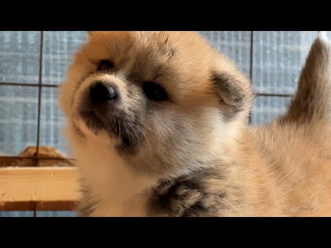 みんなが寝ているその隙に　秋田犬の赤ちゃんウォッチング