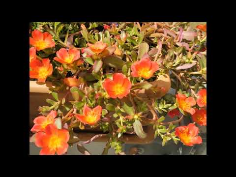 Video: Gartenportulak