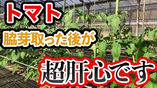 【トマト】脇芽を取った後にやるべきこと