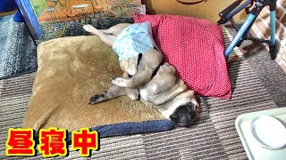 死んだように寝るパグ　『おまめ日記～パグのいる生活』 Funny Pug Comedy Videos From Japan