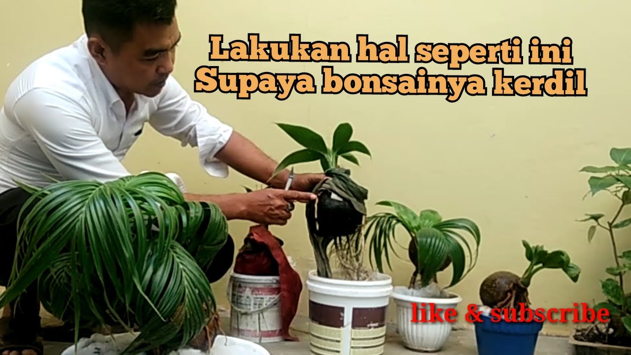 BONSAI KELAPA CARA MENGKERDILKAN DAUN BONSAI KELAPA BONSAI KELAPA CARA MENGKERDILKAN DAUN BONSAI KELAPA