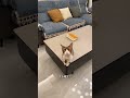 《关于我家猫半夜不睡觉...》天冷床上长猫了 夜猫子 我和我的怨种猫咪 猫咪的迷惑行为