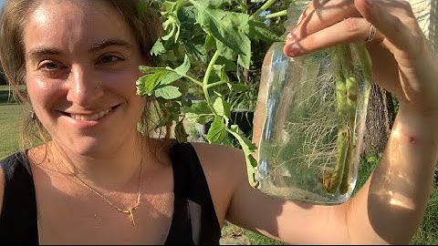 Cloning Tomatoes is EASY! ( How to Make More Tomato Plants for FREE) | Gardening Tips and Tricks