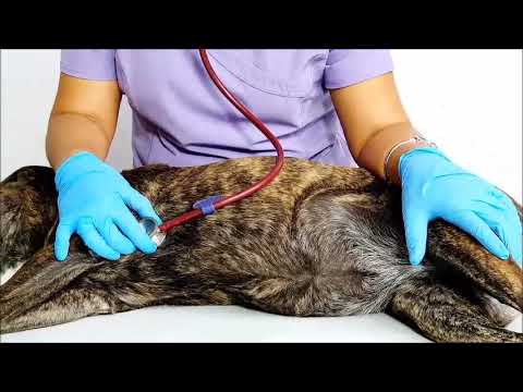 Video: Frecuencia Cardíaca Rápida En Perros