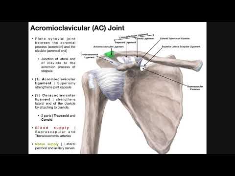 Articulația acromioclaviculară - Wikipedia