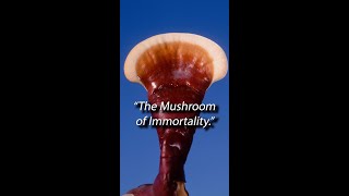 Flippin Through Reishi