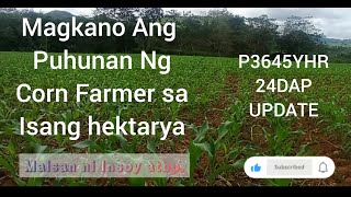 Magkano na ba Ngayon Ang puhunan Ng Corn Farmer sa Isang hektarya? ||#cornfarming  #farmlife
