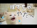 「トイレを捨てないで」と泣き叫ぶ子猫に困ってます【悲しそうな鳴き声の子猫】-kitten crying "Don't throw away the toilet"-