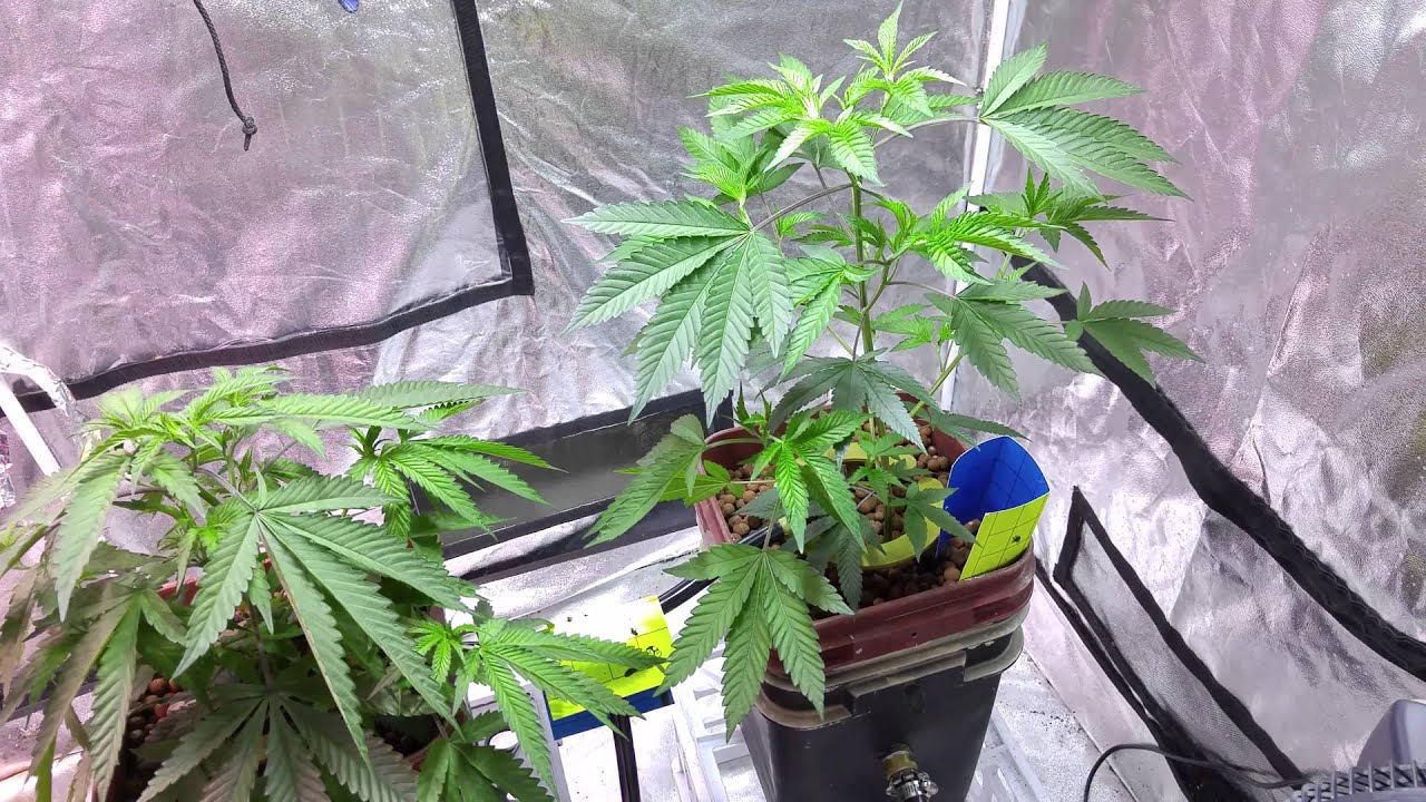 Chem4 OG Week 2 Veg