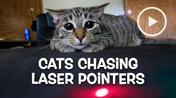 ► CATS CHASiNG LASER POiNTERS – Compilation January 2016