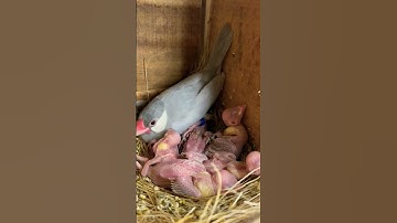 Silver Java raising Fawn Chicks 🐣 || Living.Like.A.Bird