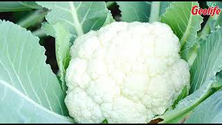 Magic of Geolife's Complete Nutrition Package in Cauliflower | Geolife | Farmer Testimonial