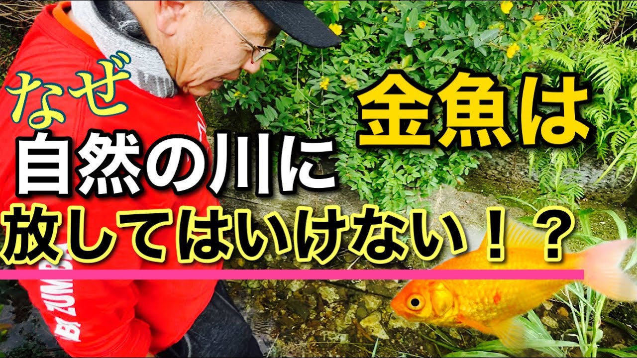 FRP 舟　メダカ　金魚　川魚　飼育や養殖などに　 青舟(小) プラ製金魚・メダカ用飼育容器 水容量：約16リットル