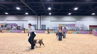 JABGA Nationals Percentage Show Class 2 3-6 mo Amelia Last JABGA Class 2025￼