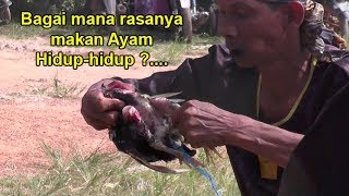 Makan Ayam Hidup-hidup     ( Kuda lumping )