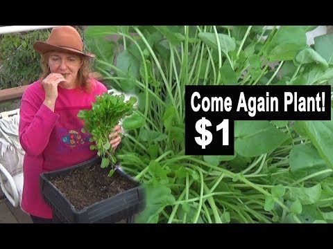 ვიდეო: Garden Cress Vegetables - ისწავლეთ ბაღის კრესის მოვლა და მოვლა