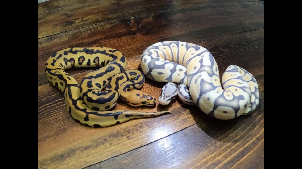 10 new baby ball pythons! - YouTube
