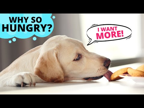 Why are Labradors Always Hungry?