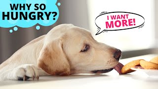 Why are Labradors Always Hungry?