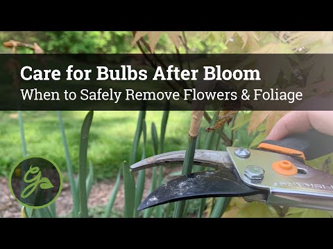 Care for Bulbs After Bloom - When to Safely Remove Flowers & Foliage